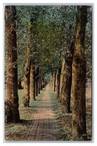 Lovers Lane Champaign Illinois IL UNP Handcolored Albertype DB Postcard Y6