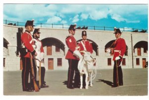 Goat Major David, Composite Group, Fort Henry Kingston Ontario, Vintage Postcard