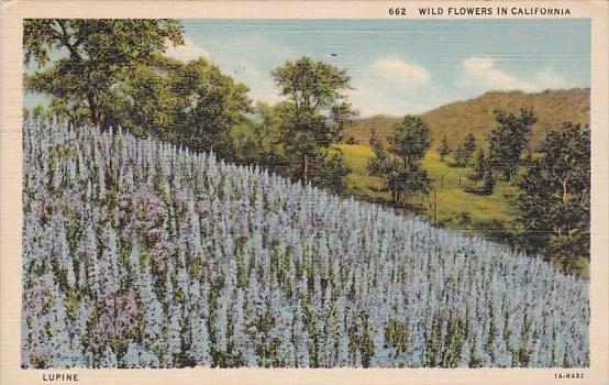 California Los Anageles Lupine Wild Flowers In California 1937