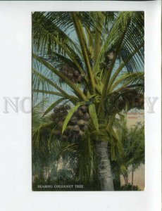 3172171 GREETINGS from JAMAICA Bearing Cocoanut tree Vintage