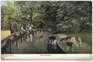 HAARLEM, Hertenkamp, Deer, North Holland, Netherlands, 00-10s