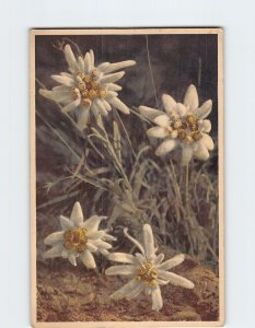 Postcard Edelweiss