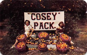 Wauchula Florida Cosey Pack Orange Grove Orchard Vintage Postcard AA61447