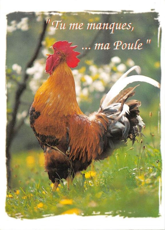 BT9237 tu me manques ma poule rooster coq france  animal animaux