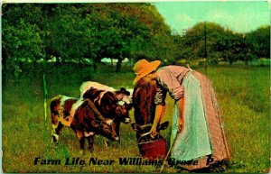 Farm Life Feeding Cows Calfs Near Willamsburg Pennsylvania PA UNP 1910s Postcard