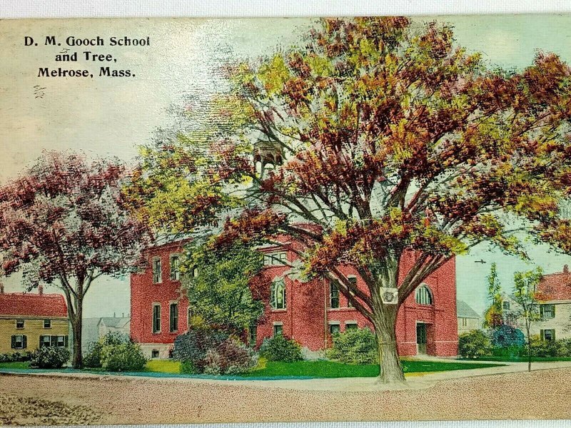 Vintage Postcard 1910's D.M. Gooch School and Tree Melrose MA Massachusetts