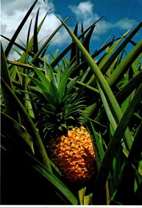 Hawaii Hawaiian Pineapples Waiting To Be Picked 1998