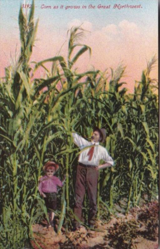 Corn As It Grows In The Great Northwest