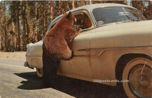 American Black Bear Cubs Unused 