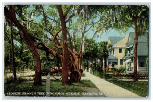 c1910's Crooked Branch Tree Magnolia Avenue Daytona Florida FL Unposted Postcard