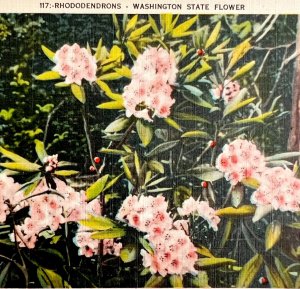 Rhododendrons Washington State Flower Gardens Postcard c1930-40s PCBG8C