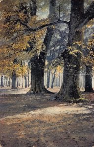 A095 Landscape 1938 Nature Sunrays through trees forest vintage postcard