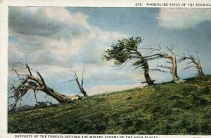 Rocky Mountains - Timberline Trees