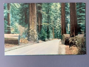 California Redwoods CA Chrome Postcard A1166085130