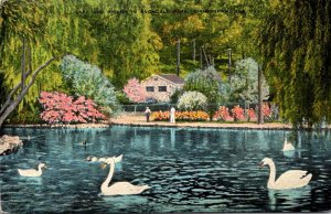 Alabama Birmingham Beauty Spot With White Swans On Lake