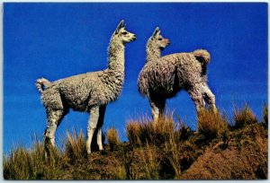 Postcard - Pair of llamas on a hillside - Cuzco, Peru