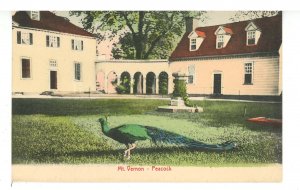 VA - Mount Vernon. A Peacock on the Grounds