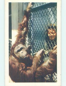 Chrome ZOO SCENE San Diego California CA AG1713