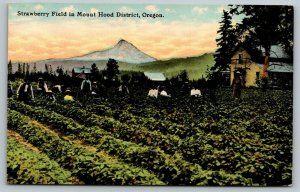 Mount Hood Oregon~Strawberry Field Pickers~Migrant Workers in Rows~c1910 PC 