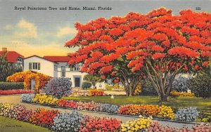 Royal Poinciana Tree and Home Miami, Florida