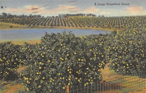 Large Grapefruit Grove  Grapefruit Groves FL