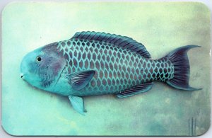 VINTAGE POSTCARD BLUE PARROT CORAL REEF FISH SOUTH FLORIDA KODACHROME BY VALENCE