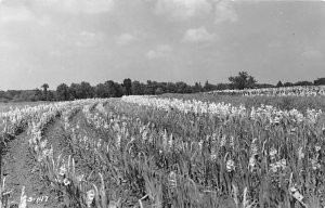 Flower Field real photo Mason City, Iowa  