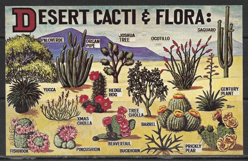 Desert Cacti & Flora - [MX-461]