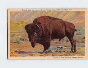 Postcard Buffalo (American Bison, Bull) Yellowstone National Park, Wyoming