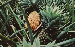 Vintage Postcard Plantation Paradise Where Pineapples Grow Lake Placid Florida