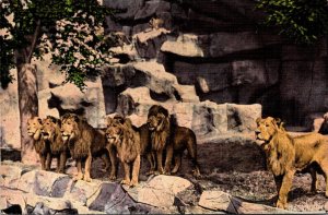 Michigan Detroit Zoo Lion Den 1939