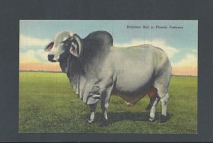 Post Card Animals Brahman Bull Florida