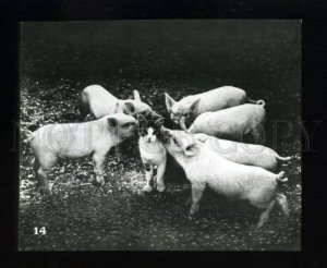 165457 Circus ZOO Pig & Kitten old PHOTO Card