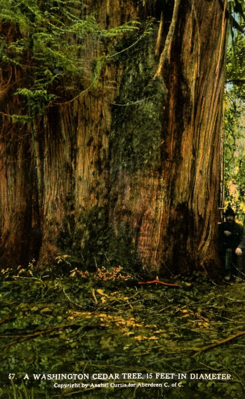 WA - Cedar Tree, 15 feet in diameter