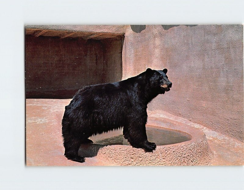 Postcard Black Bear Pit, Arizona-Sonora Desert Museum, Tucson, Arizona