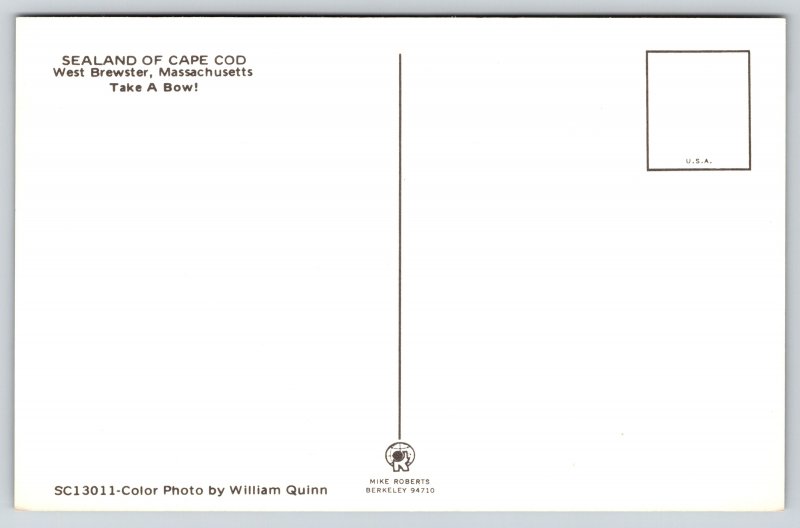 Animal~Dolphins Take A Bow~Cape Cod Sealand~West Brewster MA~Vintage Postcard