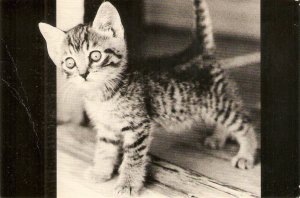 Animals. Cat. My kitten Modern American photo postcard