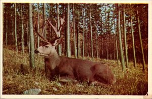 Mule Deer Buck PM 1954 Kalispell Montana Postcard