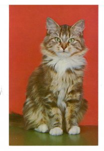 Cats - Purrfect Angel