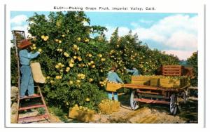 Early 1900s Picking Grapefruit, Imperial Valley, CA Postcard