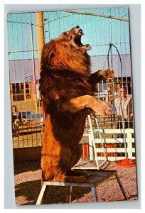 Vintage 1960's Postcard Circus Hall of Fame Lion Performing Sarasota Florida