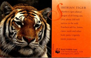 Siberian Tiger World Wildlife Fund