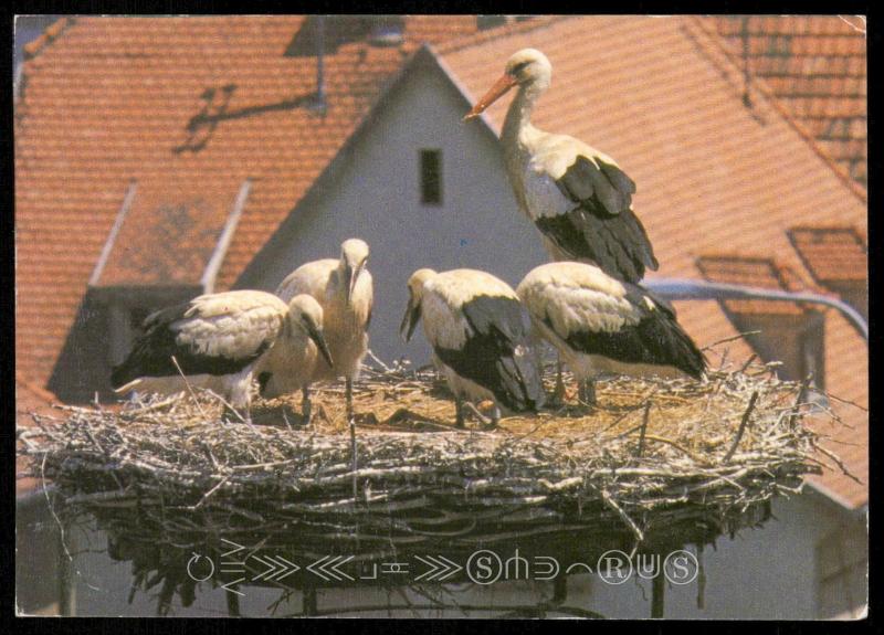 Les cigogneaux ont toujours bon appetit