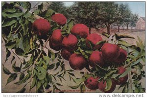 Hoawrd Apples Grown In Oregon