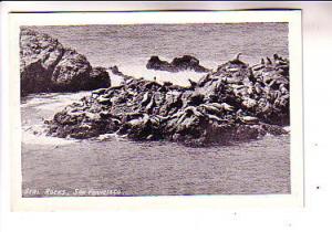 Small Sized Postcard, Seal Rocks San Francisco California