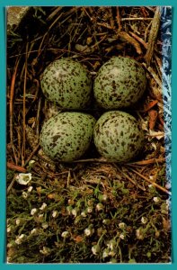 Bird Eggs, Nest - [MX-731]