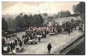 Old Postcard On auc sheep