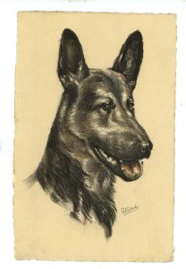 Dogs - Alsatian Wolfhound