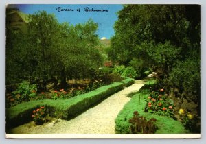 c1979 Gardens of Gethoemane in Jerusalem Israel 4x6 VINTAGE Postcard 0332