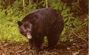 Black Bear 